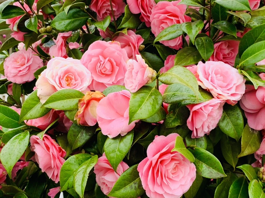 IMG_1413.jpg?type=w966