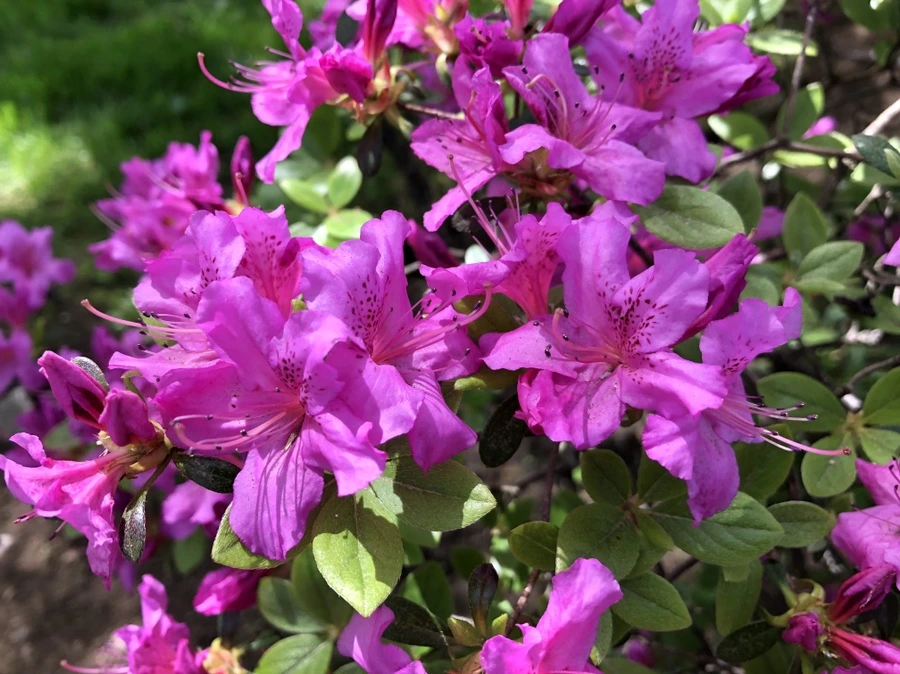 IMG_3907.jpg?type=w966