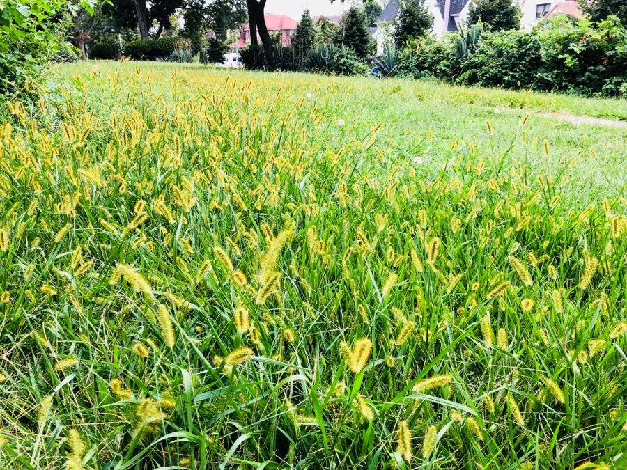 IMG_4306.jpg?type=w966