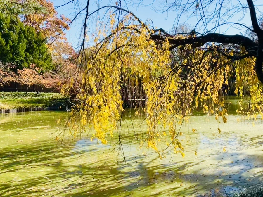 IMG_3081.jpg?type=w966