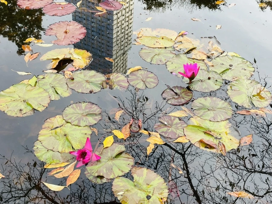 IMG_1258.jpg?type=w966