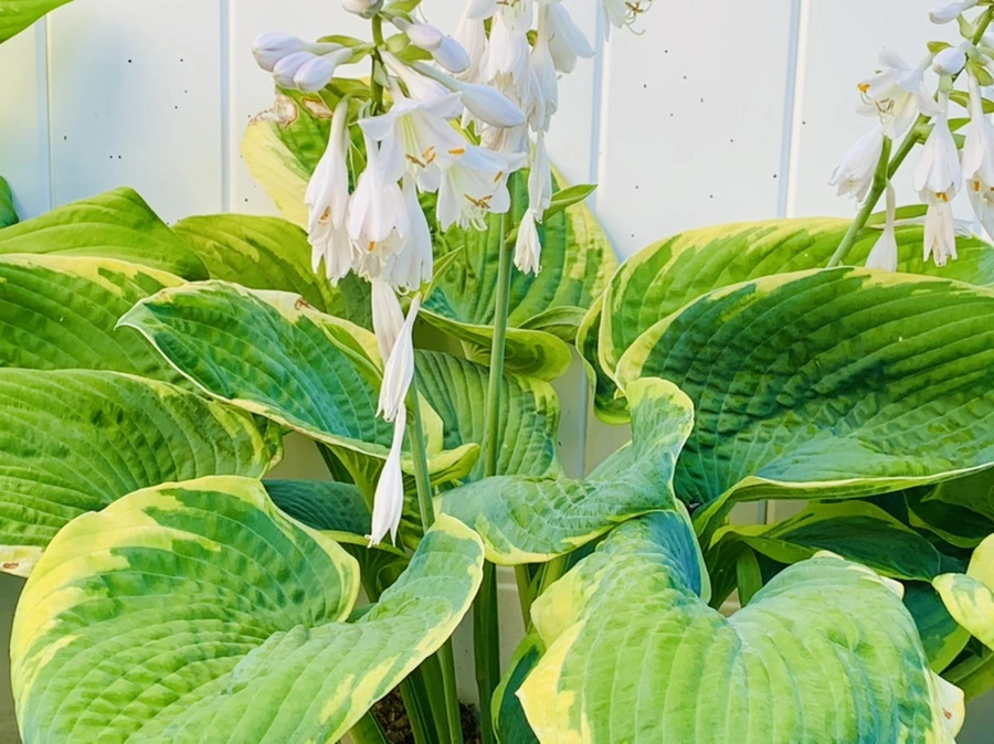 IMG_4829.jpg?type=w966