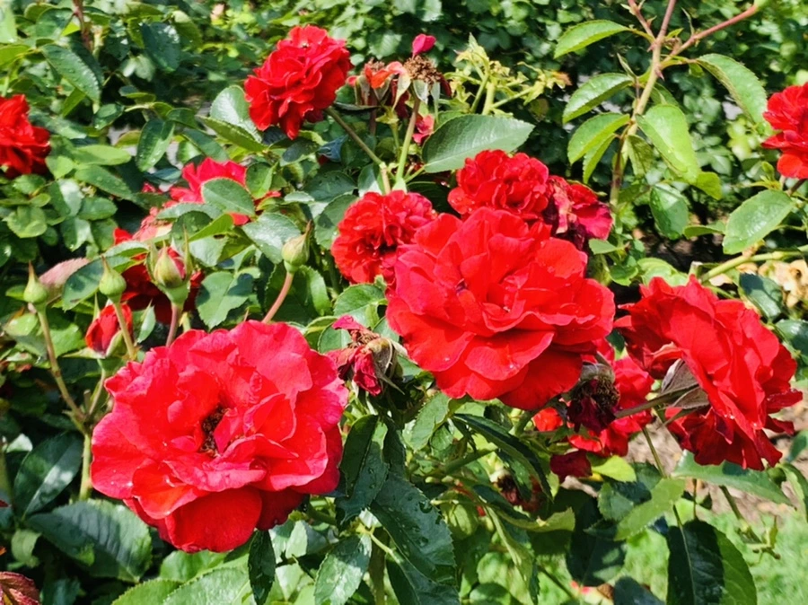 IMG_8478.jpg?type=w966