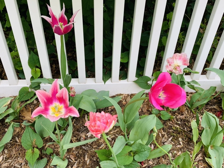 IMG_1310.jpg?type=w966