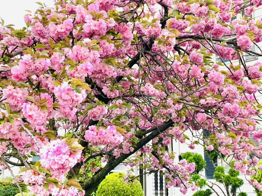 IMG_7619.jpg?type=w966