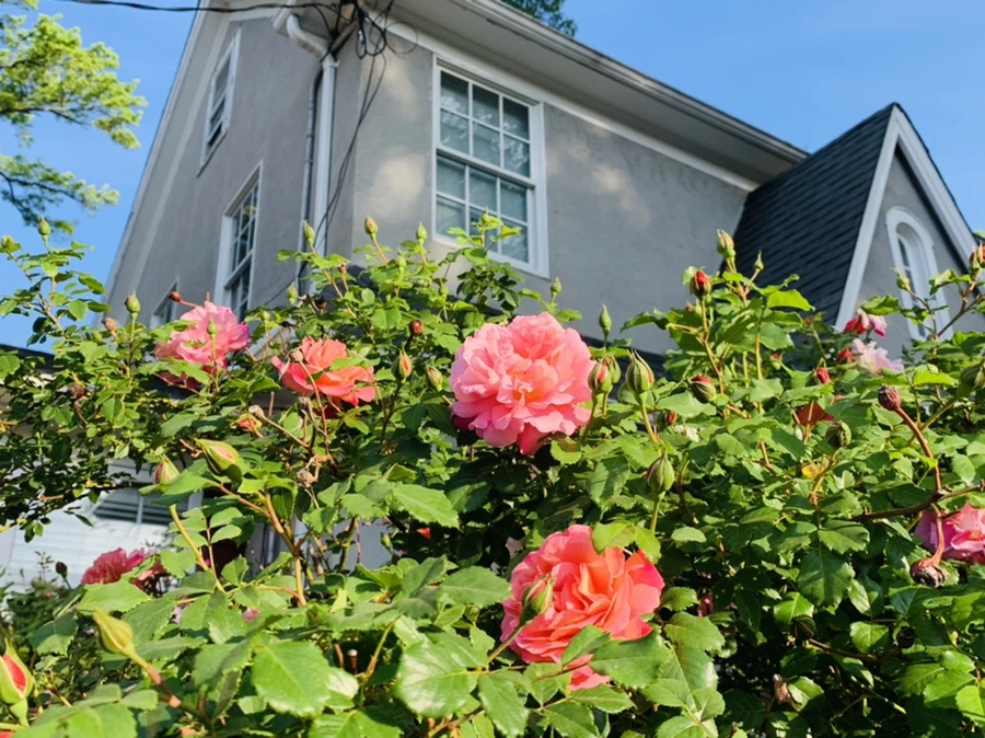 IMG_4550.jpg?type=w966