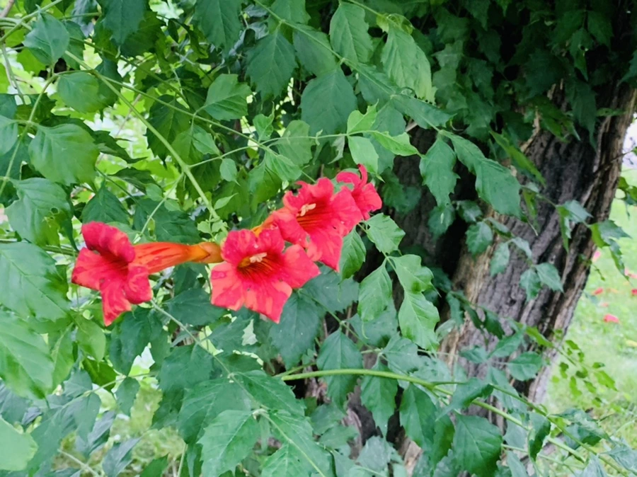 IMG_7441.jpg?type=w966