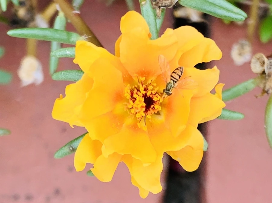 IMG_5916.jpg?type=w966