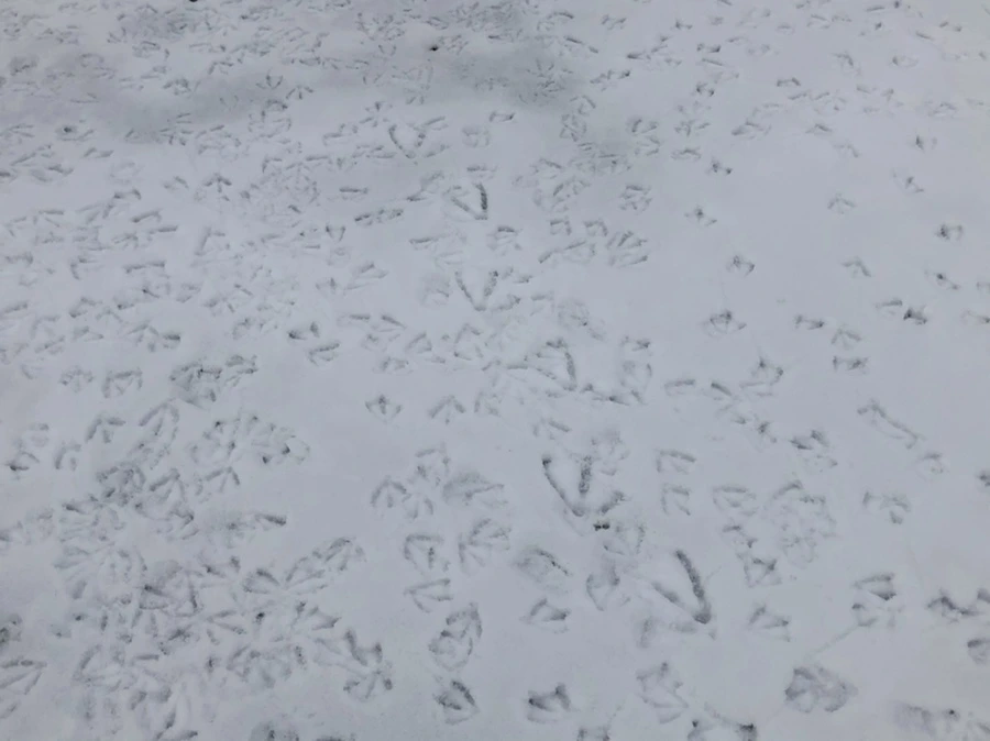 IMG_2558.jpg?type=w966