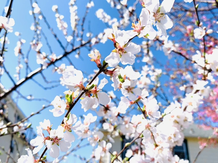 IMG_8036.jpg?type=w966