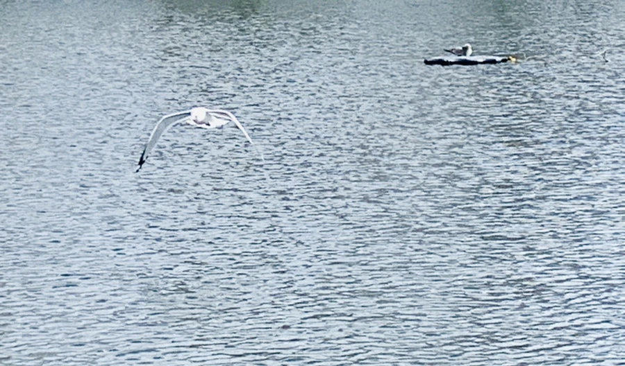 IMG_7285.jpg?type=w966