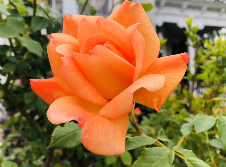 IMG_7373.jpg?type=w966