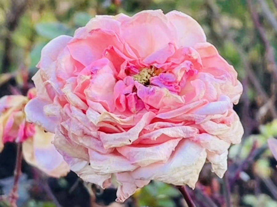 IMG_6008.jpg?type=w966