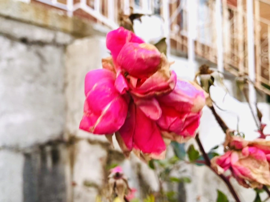 IMG_8212.jpg?type=w966