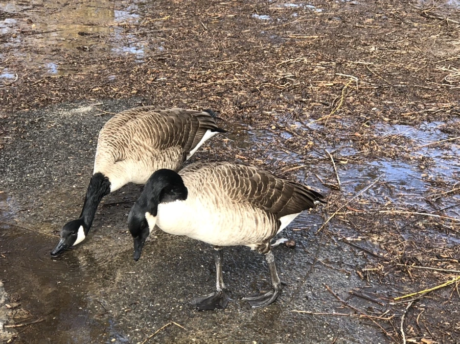 IMG_2918.jpg?type=w966