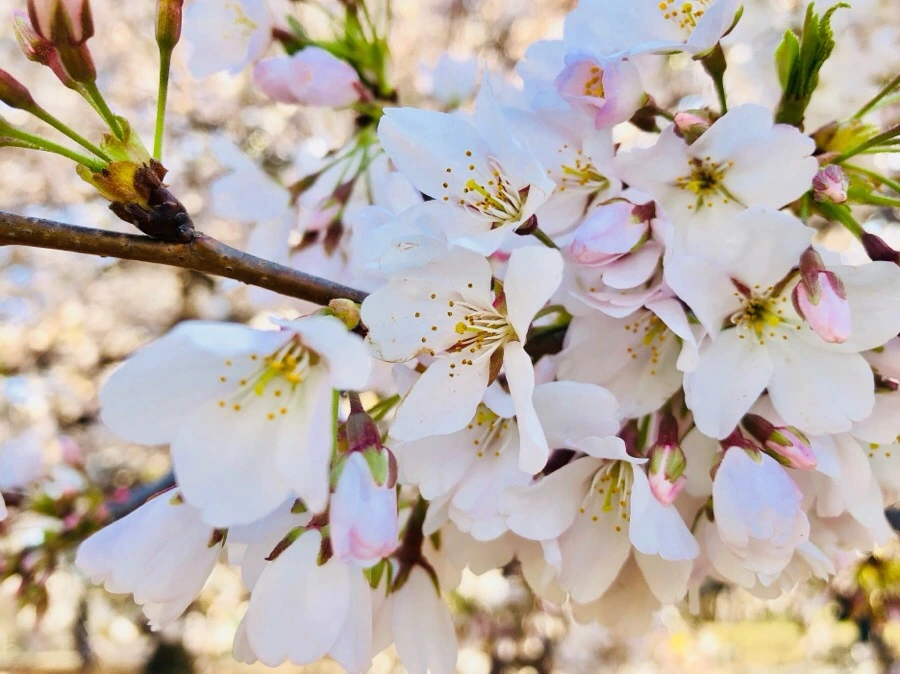 IMG_4527.jpg?type=w966