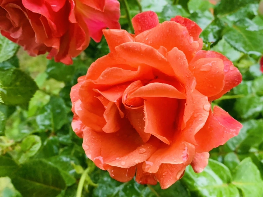 IMG_8805.jpg?type=w966