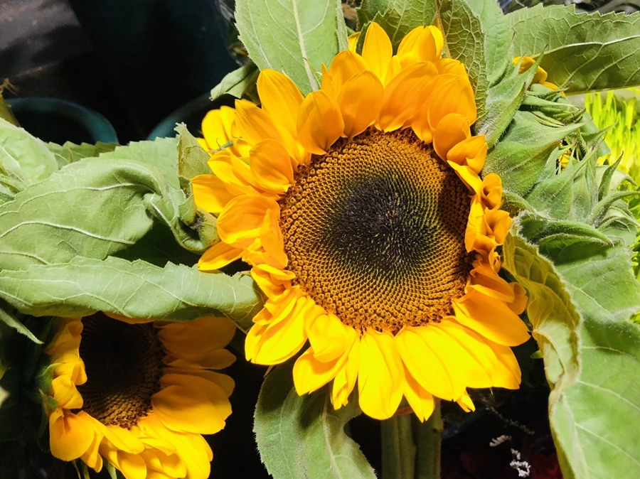 IMG_0256.jpg?type=w966