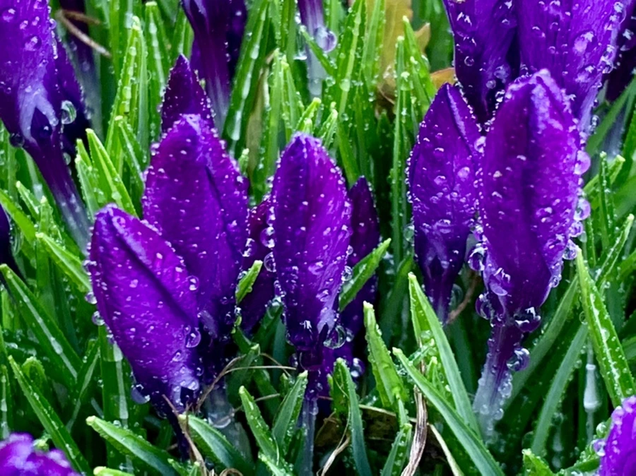 IMG_2017.jpg?type=w966