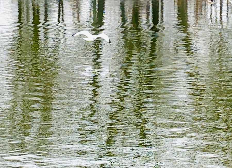 IMG_3855.jpg?type=w966