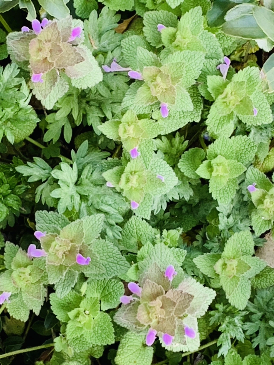 IMG_4527.jpg?type=w966