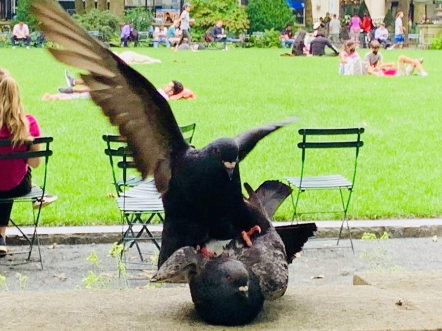 IMG_5018.jpg?type=w966