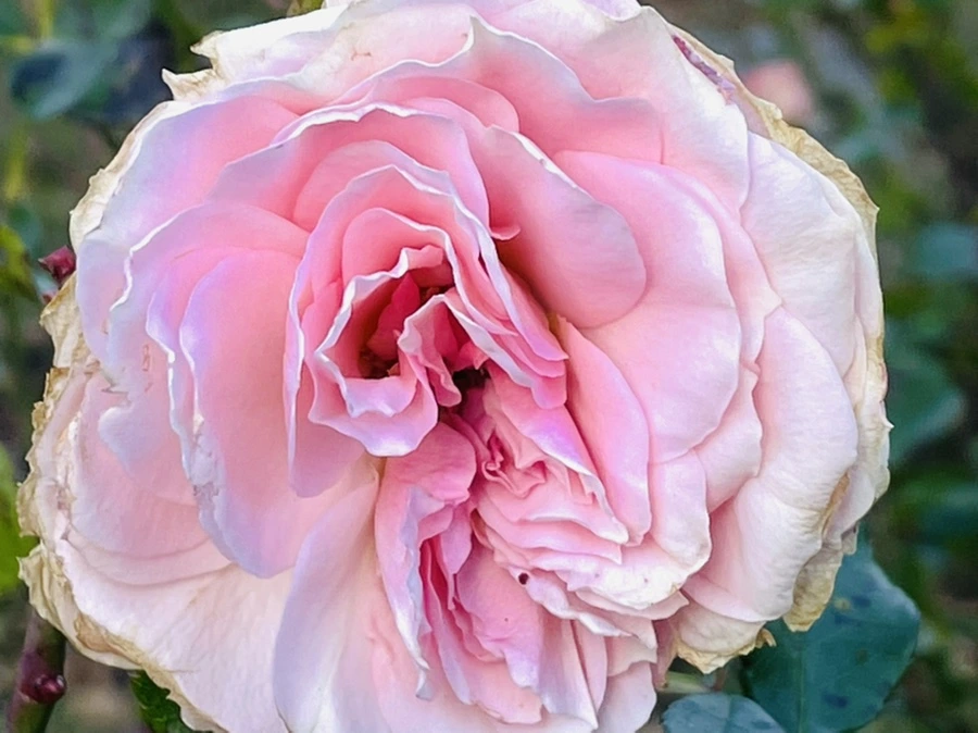 IMG_6012.jpg?type=w966