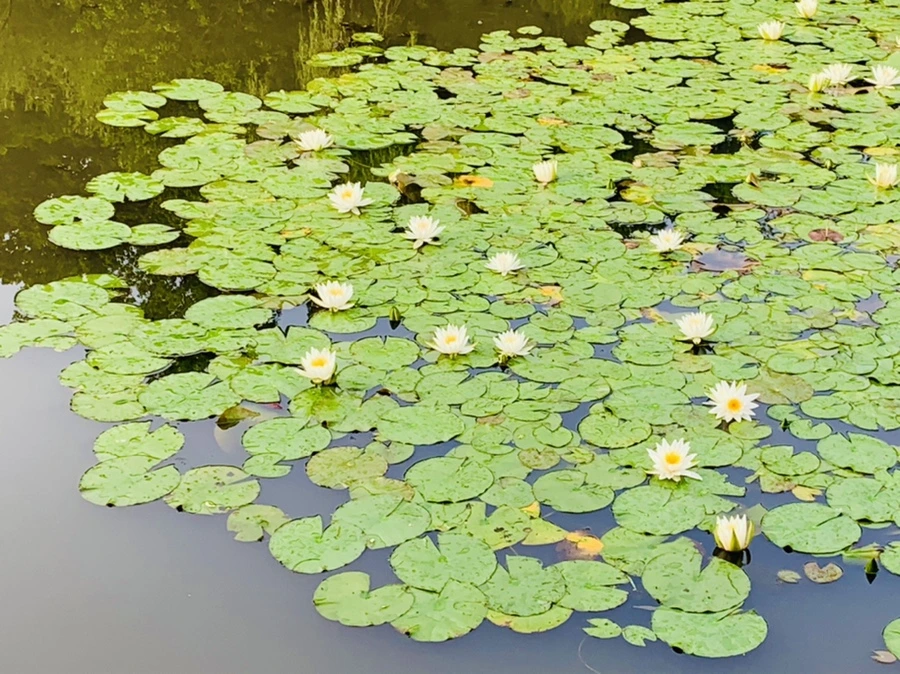 IMG_4422.jpg?type=w966