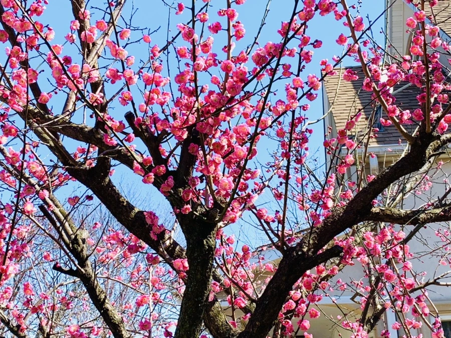 IMG_2989.jpg?type=w966