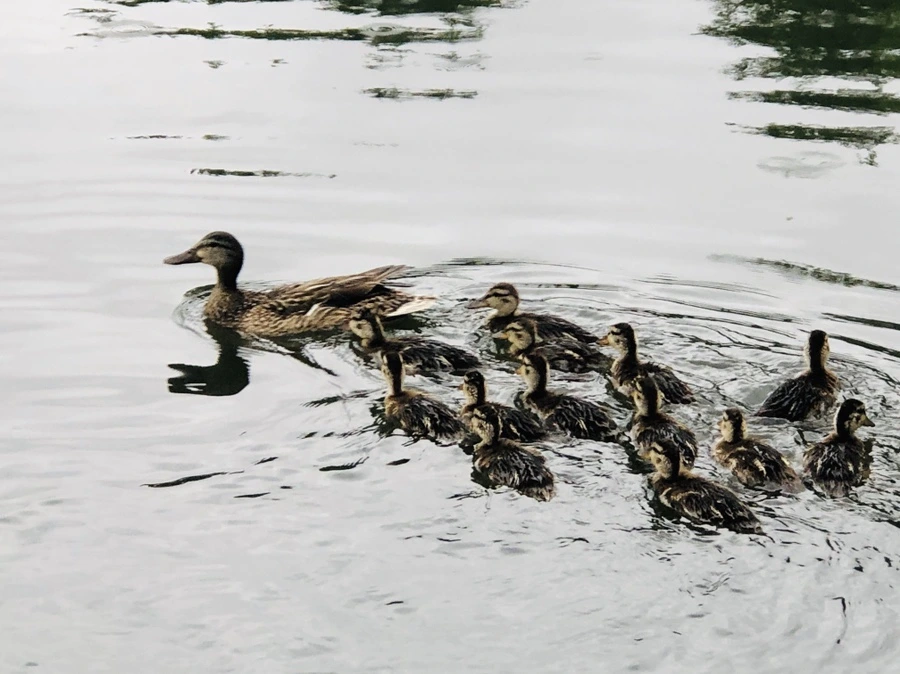 IMG_3318.jpg?type=w966