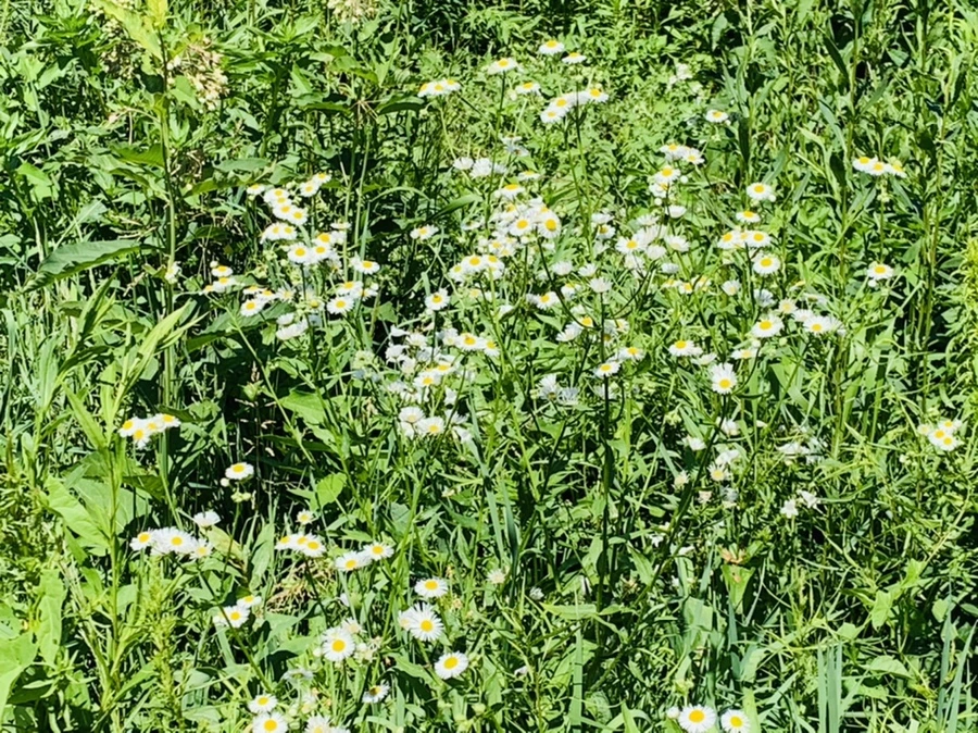 IMG_4711.jpg?type=w966