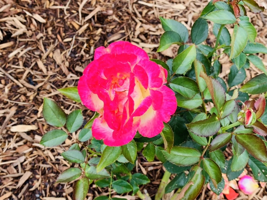 IMG_0387.jpg?type=w966