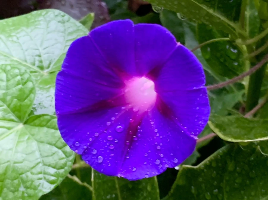 IMG_3645.jpg?type=w966