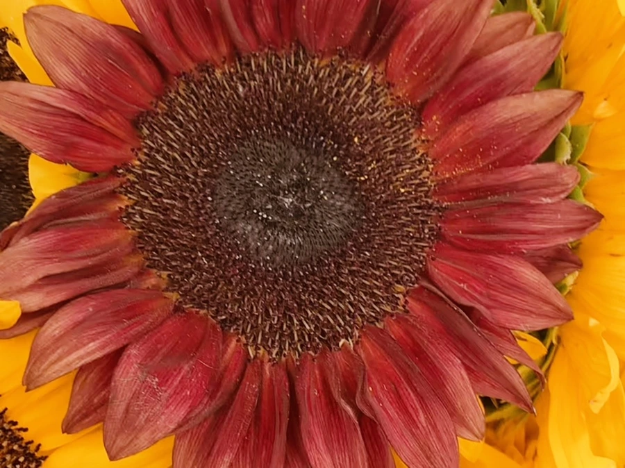 IMG_6616.jpg?type=w966