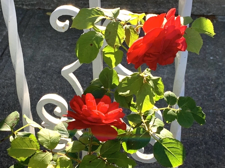 IMG_6233.jpg?type=w966