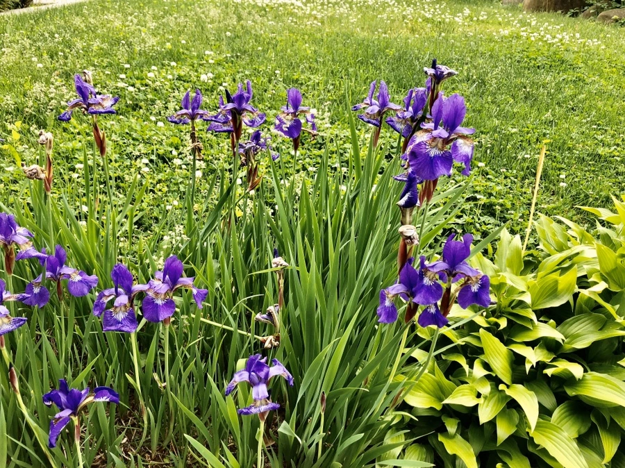 IMG_7545.jpg?type=w966