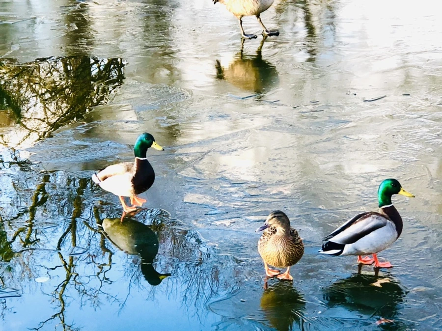 IMG_4940.jpg?type=w966