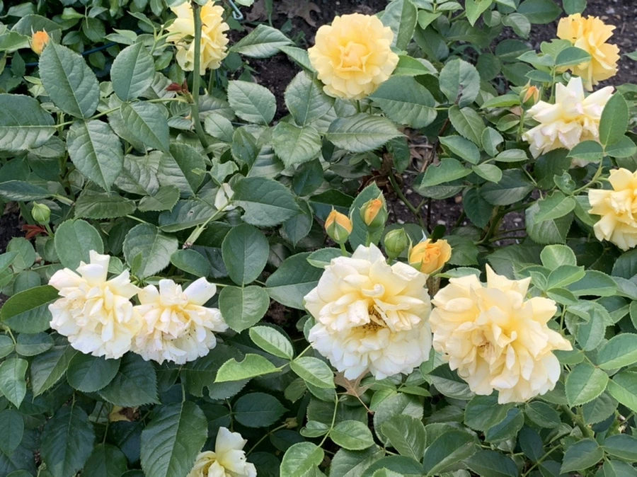 IMG_2960.jpg?type=w966