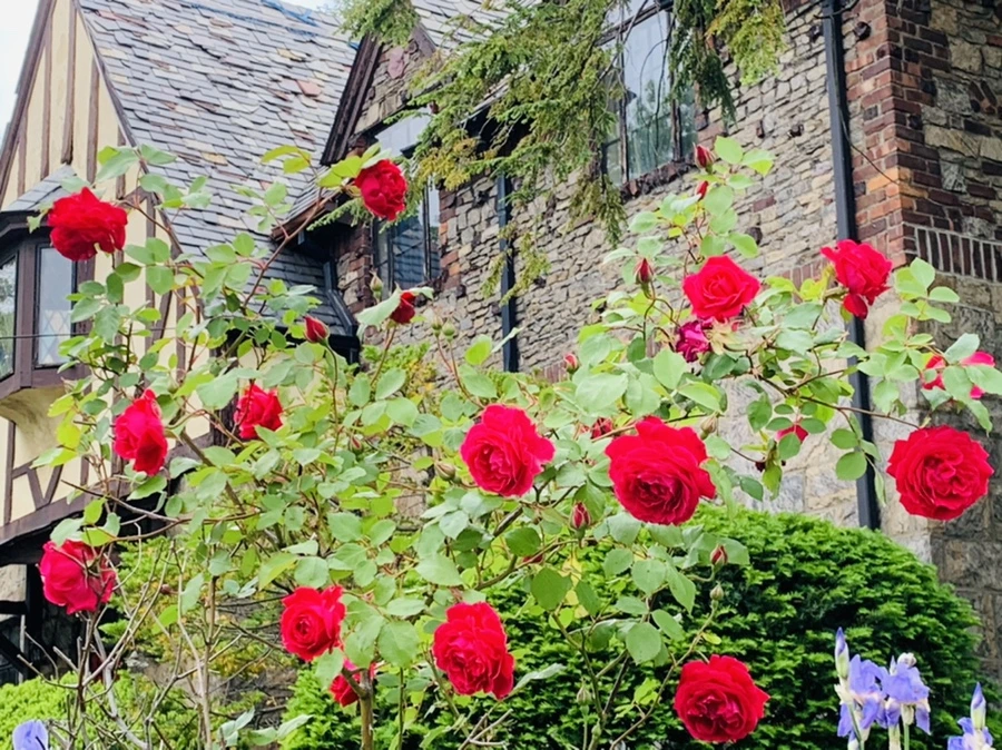 IMG_4812.jpg?type=w966