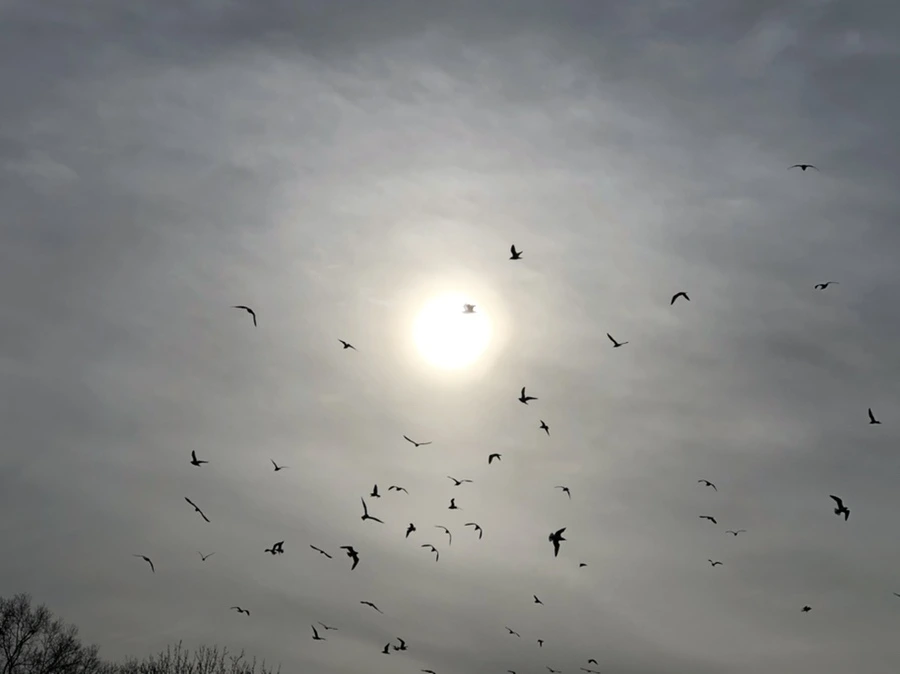 IMG_1998.jpg?type=w966