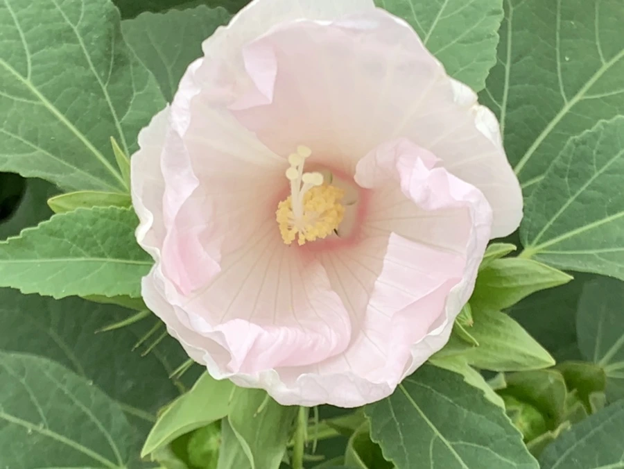 IMG_6042.jpg?type=w966