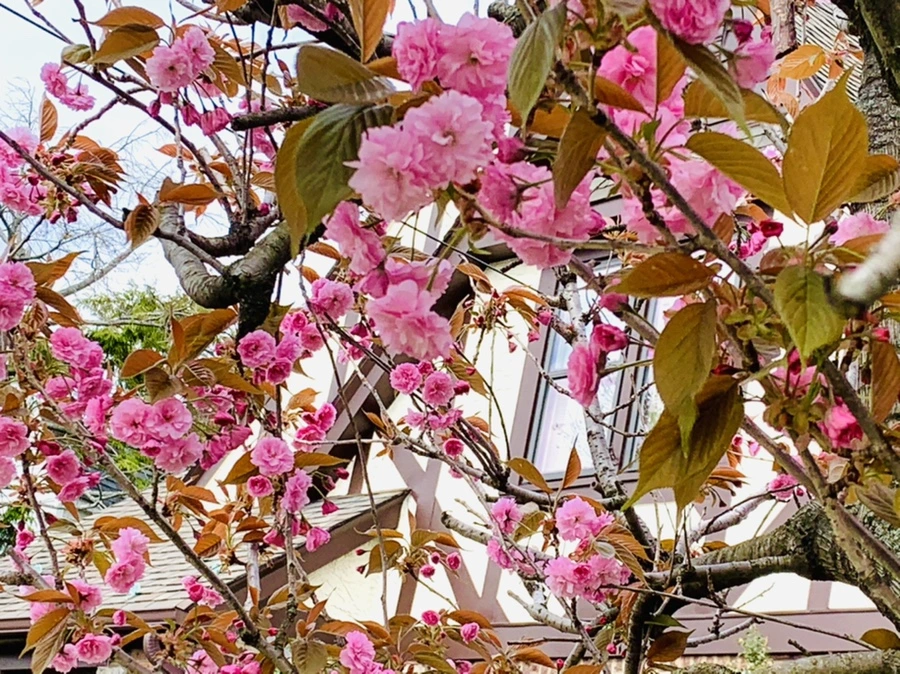 IMG_4361.jpg?type=w966