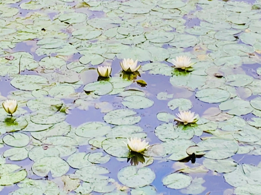 IMG_7791.jpg?type=w966