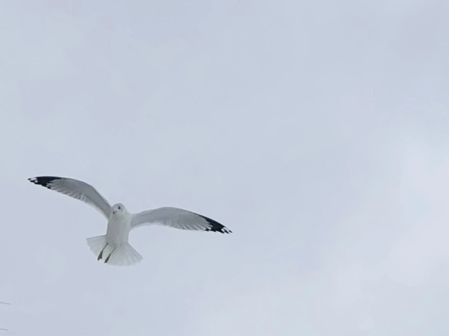 IMG_3810.jpg?type=w966