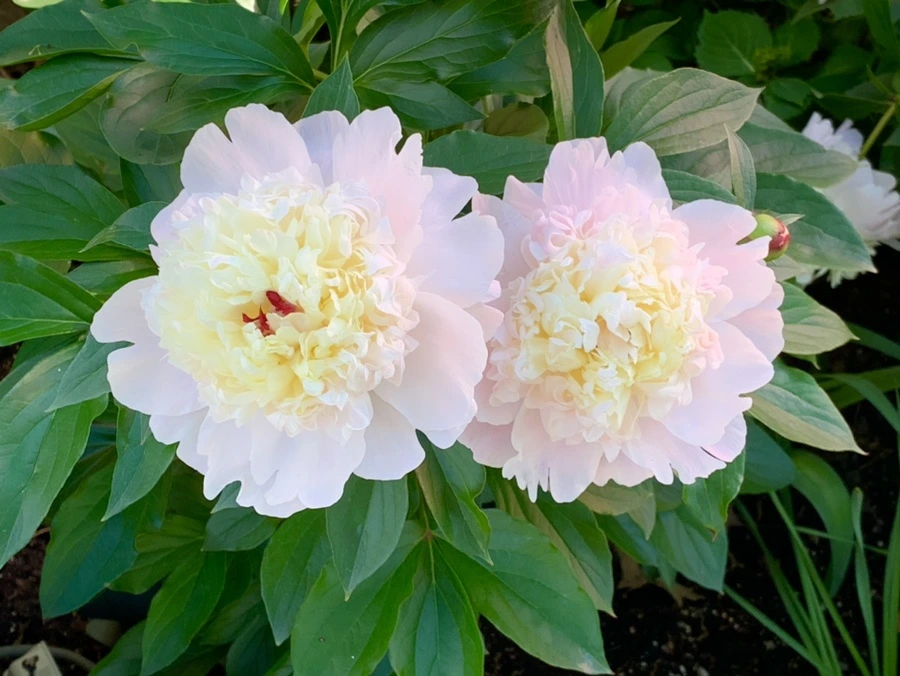 IMG_4623.jpg?type=w966