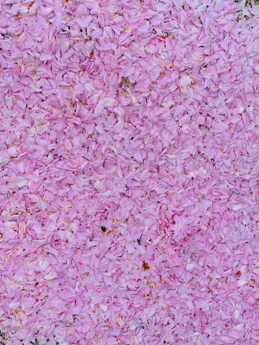 IMG_7260.jpg?type=w966