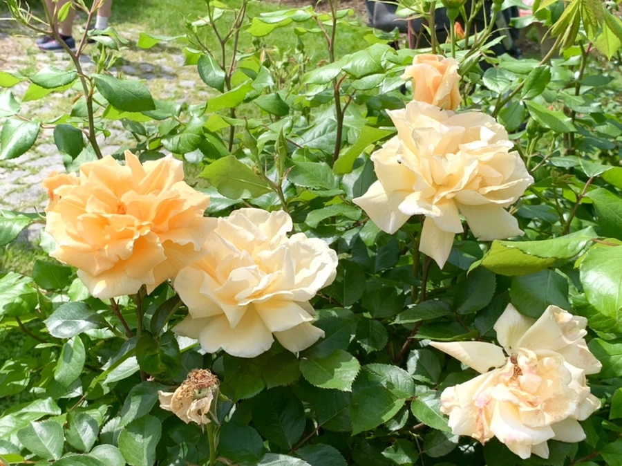 IMG_5754.jpg?type=w966