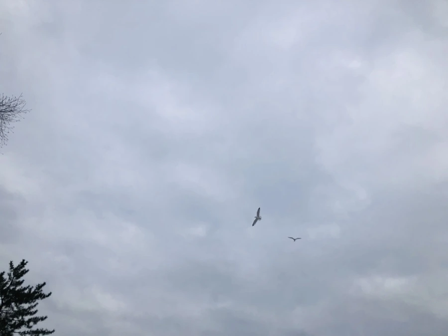 IMG_7568.jpg?type=w966