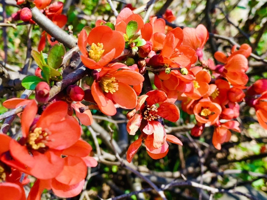 IMG_8521.jpg?type=w966