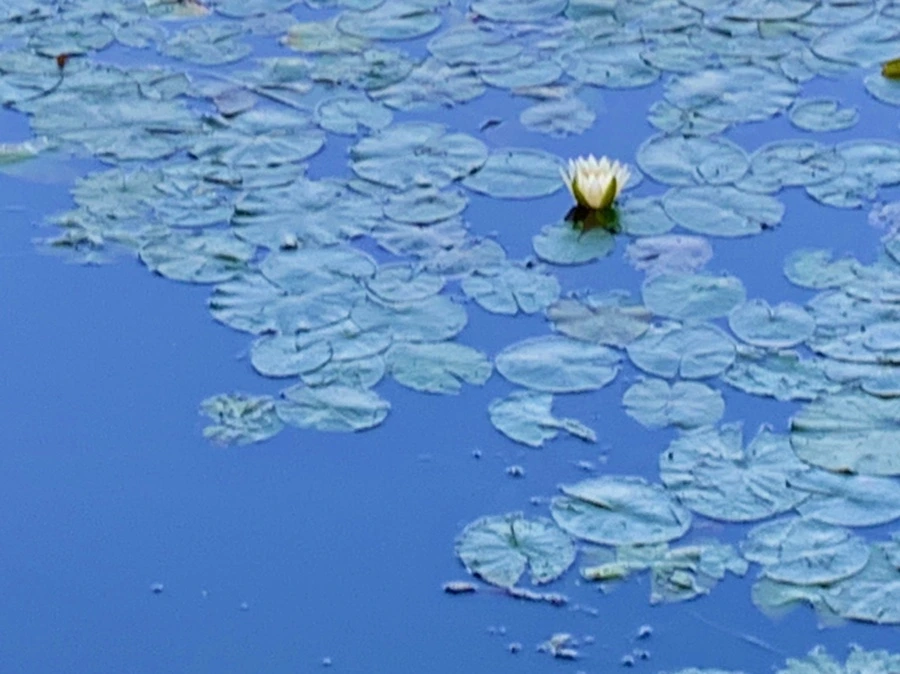 IMG_1030.jpg?type=w966